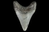 Juvenile Megalodon Tooth - Georgia #101435-1